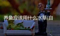 養魚應該用什么水草(自來水放了一夜能養魚嗎)