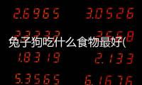 兔子狗吃什么食物最好(兔子冬天吃什么食物)