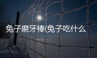 兔子磨牙棒(兔子吃什么磨牙棒好)