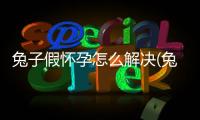 兔子假懷孕怎么解決(兔子假懷孕是怎么回事)