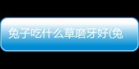 兔子吃什么草磨牙好(兔子吃什么草農村里常見的)