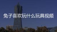 兔子喜歡玩什么玩具視頻（兔子喜歡玩什么玩具）