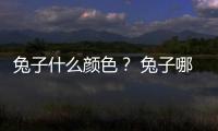 兔子什么顏色？ 兔子哪個顏色稀有