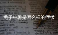 兔子中暑是怎么樣的癥狀(兔子中暑的癥狀)