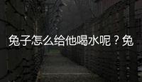 兔子怎么給他喝水呢？兔子怎么給它喝水