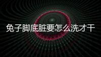 兔子腳底臟要怎么洗才干凈？兔子腳底臟要怎么洗干凈呢