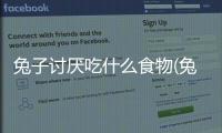 兔子討厭吃什么食物(兔子不能吃什么)