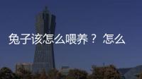 兔子該怎么喂養？ 怎么喂養兔子