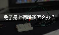 兔子身上有跳蚤怎么辦？兔子 跳蚤
