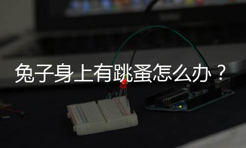 兔子身上有跳蚤怎么辦？兔子 跳蚤