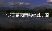 全球葡萄園面積縮減，葡萄品種多樣性減少