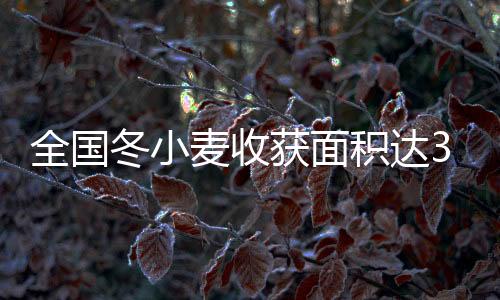 全國冬小麥收獲面積達3.1億畝進度過九成