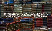 八哥犬怎么分辨年齡段？八哥犬怎么看年齡