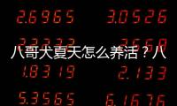八哥犬夏天怎么養活？八哥狗夏天應該怎么養呢?
