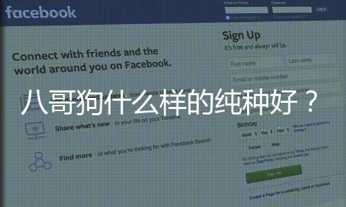八哥狗什么樣的純種好？八哥狗什么樣的純種最好