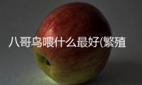 八哥鳥喂什么最好(繁殖八哥鳥喂什么)