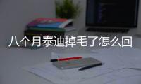 八個月泰迪掉毛了怎么回事啊？八個月的泰迪毛軟咋辦