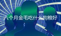 八個月金毛吃什么狗糧好(八個月金毛標準照片)