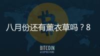 八月份還有薰衣草嗎？8月份還有薰衣草嗎？