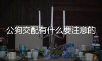 公狗交配有什么要注意的