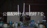 公貓配種什么樣的好？公貓配種注意