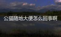 公貓隨地大便怎么回事啊？公貓隨地小便怎么辦