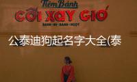 公泰迪狗起名字大全(泰迪公狗取名)