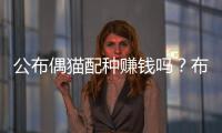 公布偶貓配種賺錢嗎？布偶公貓配什么貓好