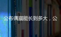 公布偶貓能長(zhǎng)到多大，公布偶貓一般能有多重