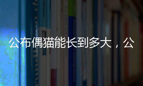 公布偶貓能長到多大，公布偶貓一般能有多重