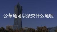公草龜可以雜交什么龜呢？公草龜可以一起養嗎