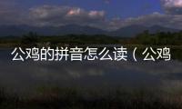公雞的拼音怎么讀（公雞的拼音）