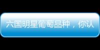 六國(guó)明星葡萄品種，你認(rèn)識(shí)幾個(gè)？