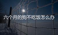 六個月的狗不吃飯怎么辦(6個月的狗狗不吃飯是什么原因)