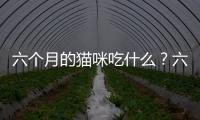 六個月的貓咪吃什么？六個月大的貓咪吃什么