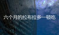 六個月的拉布拉多一頓吃多少(六個月大的拉布拉多一天吃多少)