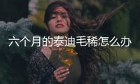 六個(gè)月的泰迪毛稀怎么辦(六個(gè)月泰迪毛少)