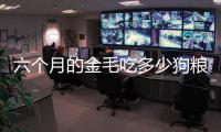 六個月的金毛吃多少狗糧(六個月的金毛吃多少克狗糧)