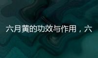 六月黃的功效與作用，六月黃的做法