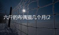六斤的布偶貓幾個月(2歲布偶貓六斤多正常嗎)