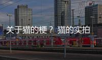 關于貓的梗？ 貓的實拍