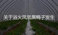 關于浴火鳳凰黑鴨子發生了什么?