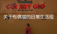 關(guān)于布偶貓的日常生活視頻