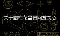 關(guān)于臘梅花盆景網(wǎng)友關(guān)心什么?