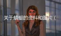 關(guān)于蜻蜓的資料和圖片（關(guān)于蜻蜓的資料）