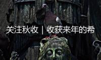 關注秋收｜收獲來年的希望——湖南靖州制種水稻秋收見聞