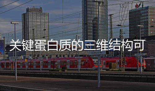 關鍵蛋白質的三維結構可能促進無激素男性避孕藥的開發