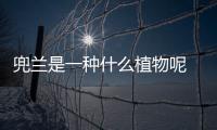 兜蘭是一種什么植物呢 兜蘭有什么作用呢