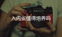 入內(nèi)雀值得培養(yǎng)嗎