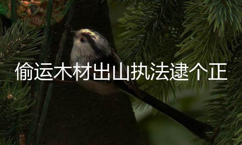 偷運木材出山執法逮個正著\預計2020年日本鋸材進口市場將呈現下行趨勢